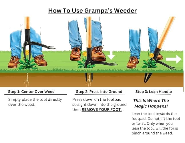 Grampa's Weeder - The Original Stand Up Weed Puller Tool with Long Handle - Made with Real Bamboo & 4-Claw Steel Head Design - Easily Remove Weeds Without Bending, Pulling, or Kneeling. thumbnail 6