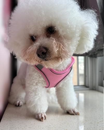 Solmoony Dog Harness for Small Medium Dogs No Pull, Puppy Harness and Leash Set, Puppy Harness for Small Dogs, Step in Harness for Small Dogs, Small Dog Harness, mesh Dog Harness. (Pink, XS) thumbnail 2