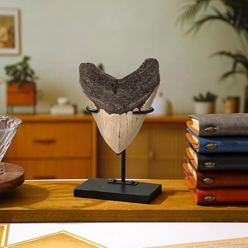 Chunful 2 Pcs Megalodon Shark Tooth Display Stand Metal Shark Tooth Holder Display Easel Holder for Slab Slice Fossil Flat Crystals and Minerals, 4 x 4.5'' (Metal Base) thumbnail 3