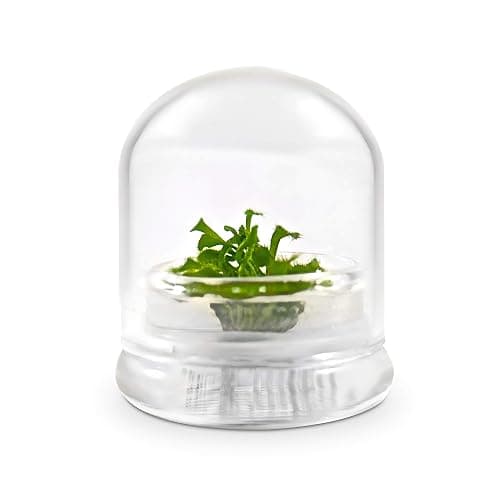 Bloomify Live Sundew Plant Terrarium – Enclosed Ecosystem with Zero Maintenance – Unique Ecosphere Plants for Home Décor – Drosera Spatula Sundew Plant –Great Gift – Self-Sustaining Terrarium thumbnail 4