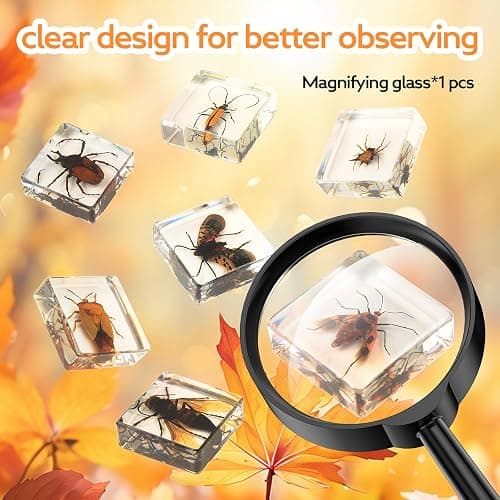 12 Pcs Insect in Resin Specimen Bugs Collection Paperweights, Resin Insects Specimen Frame Decoration for Tabletop Wall Art Decoration Scientific Educational Display Supplies (12 PCS Insects) thumbnail 4