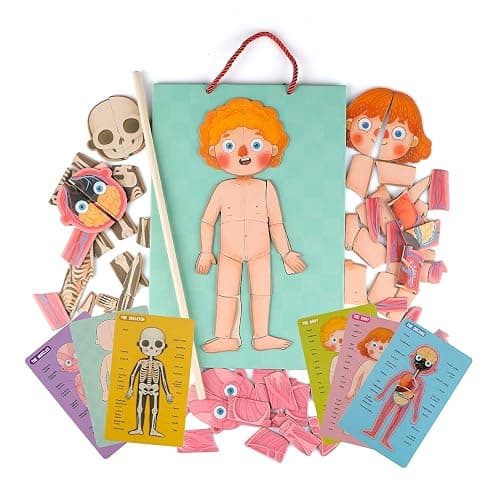 Human Body Puzzle for Kids Toddlers 90PCS Magnetic Boy Girl Anatomy Play Set Body Parts Organs Muscles Skeleton and Bones Wooden Puzzle Toys Aged 3+ Educational Learning Preschool Toys thumbnail 4