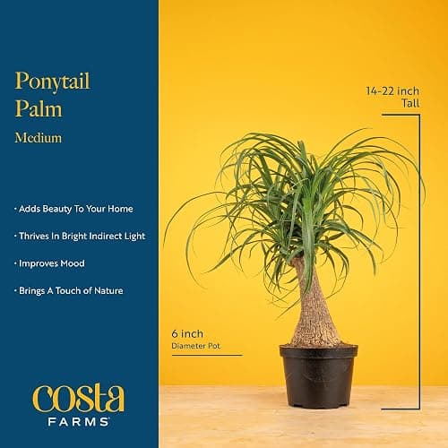Costa Farms Ponytail Palm Live Plant in Decorative Pot, Easy to Maintain Indoor Houseplant, Perfect for Home, Room, or Office Decor, Great House Warming or Birthday Gift, 12-22 Inches Tall thumbnail 4