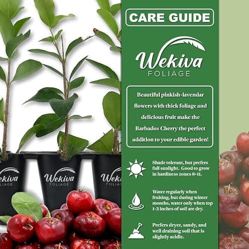 Barbados Cherry Tree - 2 Live Starter Plants - Malpighia Emarginata - Edible Fruit Bearing Tree for The Patio and Garden thumbnail 2