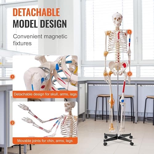 VEVOR Human Skeleton Model for Anatomy, 71.65" Life Size, Accurate PVC Anatomy Skeleton Model with Ligaments, Movable Arms, Legs & Jaw, with Muscle Origin & Insertion Points, for Professional Teaching thumbnail 6
