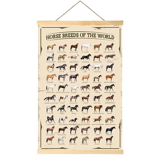 EIHFHIE Horse Gifts for Girls Horse Poster Horse Knowledge Horse Breeds of The World Poster Horse Pictures Wall Decor Gifts for Horse Lovers 16x25 In - Image 1