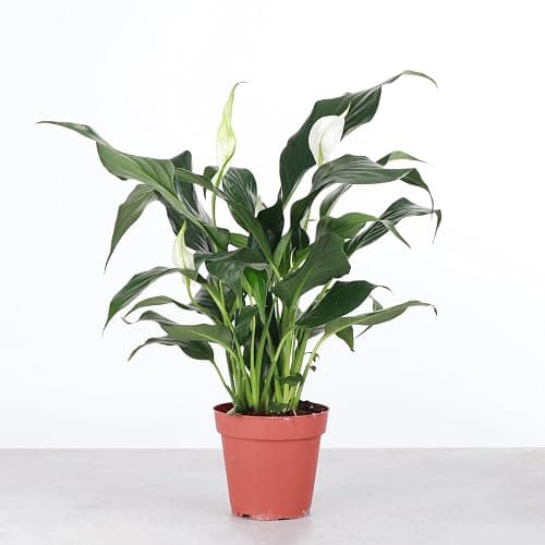 Live Peace Lily Plant, Spathyphylum, Low Light, Live Indoor Plant, 4" Diameter Pot thumbnail 2