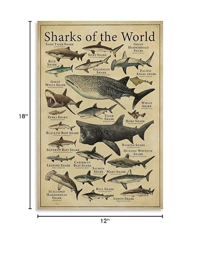 CYPGTBCK Types of Shark Poster Shark Knowledge fishing Education fish Canvas Art Poster And Wall Art Picture Print Modern Family Bedroom Decor Posters 12x18inch(30x45cm) thumbnail 9