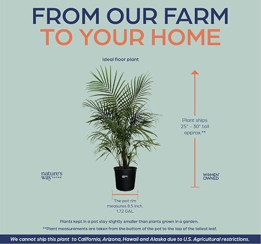 Nature's Way Farms Majesty Palm Live Plant, Indoor and Outdoor Palm Tree, in Growers Pot, Tropical Houseplant, Decor for Your Patio, Balcony, Home or Office 3-4 Feet Tall thumbnail 3