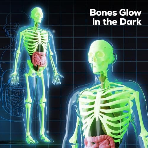 5. GobiDex Human Body Skeleton Model Kits, 40 Piece Anatomy Figure,Glow in The Dark Bones Interactive Science Kit, STEM Educational Toys for Boys and Girls, Halloween Physiology Gifts for Kids Ages 8+ thumbnail 3