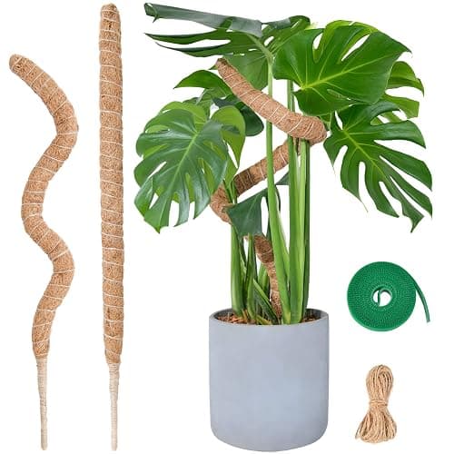 Bendable Moss Pole for Plants, SproutMaven 2 x 23.6/60cm Inch Monstera Moss Pole kit for Climbing Plants Handmade Slim Plant Stakes for Indoor Plants - Image 1
