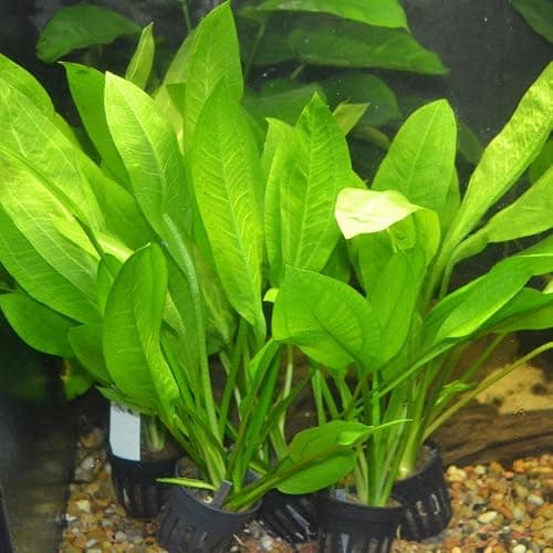 Amazon Sword - Echinodorus Bleheri x3 Plants - Live Aquarium Plant - Image 1