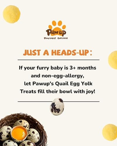 PAWUP Freeze Dried Cat & Dog Treats, Natural Quail Egg Yolk, Single Ingredient, High-Protein Pet Snacks for Skin & Coat Health, No Artificial Additives, 9.2 oz | Cat Food Topper, Kitten Treats, Premium Quality Protein, Rawhide Free, Gluten&Grain Free thumbnail 8