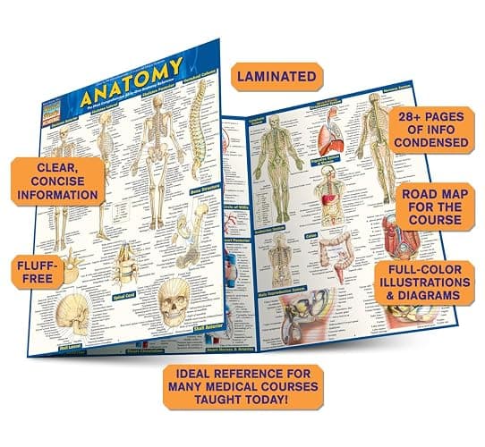Anatomy: QuickStudy Laminated Reference Guide (Quickstudy Academic) thumbnail 4