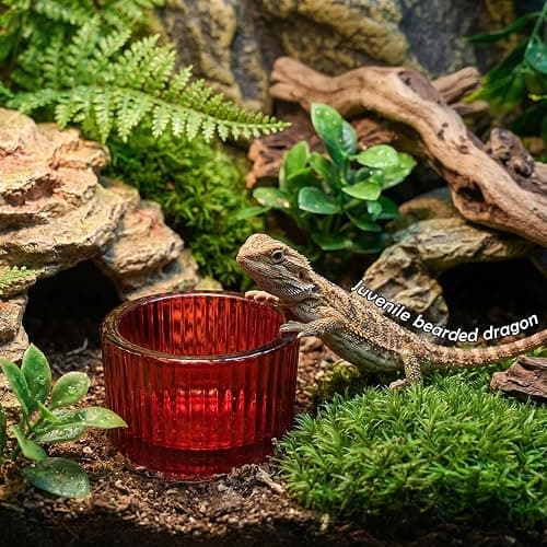 4 Pack Glass Reptile Feeding Dish Food Water Bowl Colorful Eating Container for Small Reptile Lizard Gecko Corn Snake (Random Color thumbnail 4