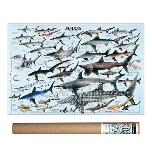Eurographics 2450-2860 Sharks Poster 38.5 x 26.75 inch - Image 1