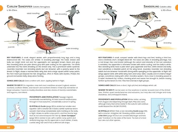 RSPB Pocket Guide to British Birds thumbnail 6