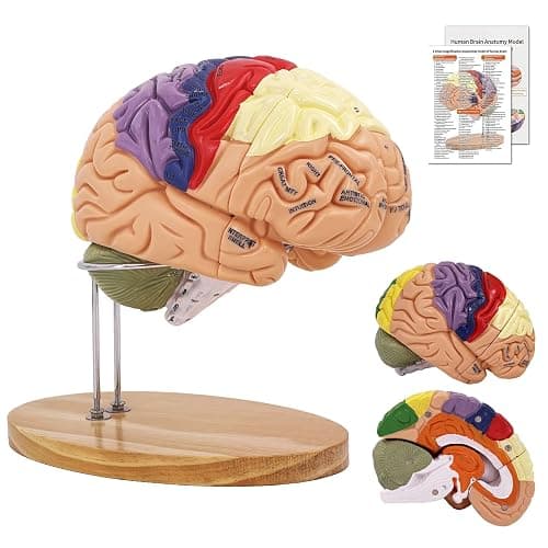 Brain Model 2X Life‑Size, Brain Anatomy Model for Neuroscience, 4‑Part Detachable 3D Brain Model with Laser‑Engraved Labels and Stand for Psychology Neuroscience Learning - Image 1