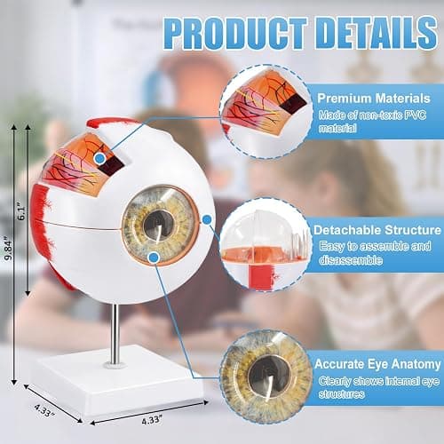 Eye Anatomy Model, 6X Enlarged Eyeball Model, Human Eye Anatomical Model for Science Education Students Study Display Medical Teaching, with Removable Stand thumbnail 2