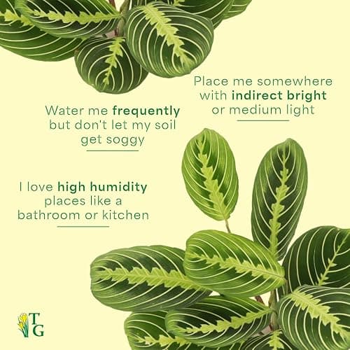 Thorsen's Greenhouse Lemon Lime Prayer Plant, Live Indoor Plant, Pet Friendly, Attractive Houseplant, Lemon Maranta, Natural Air Purifier, Easy to Grow, 4" Diameter Pot (Gold) thumbnail 7