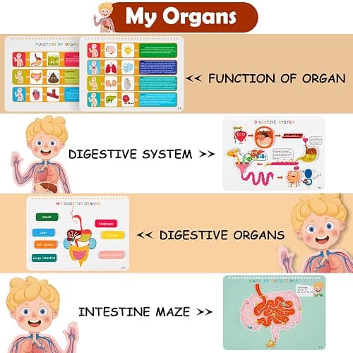 Freebear Montessori Busy Book for Kids, Human Body Anatomy Book for Toddlers, Preshool Kindergarten Learning Activities, Autism Sensory Toys, Travel Toys, Gifts for Girls and Boys 4 5 6 7 8 Years - Human structure 1 thumbnail 5