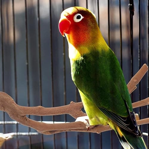 5 Pieces Wood Bird Perch, Natural Wooden Parrot Perches Stand Toys,Practical Hanging Multi-Branch Perch Platform Hammock Swing Toy,Bird Cage Accessories for Macaws Parakeets Conures Budgies Finches thumbnail 8