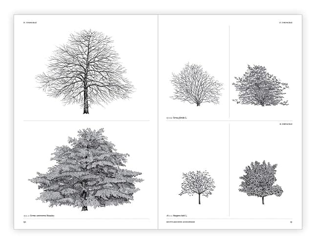 The Architecture of Trees thumbnail 13