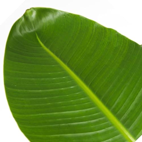 Plant in a Box - Strelitzia Nicolai XXL - Grande plante verte interieur vivante - Plante oiseau du paradis - Pot 28cm - Hauteur 150-170cm thumbnail 6