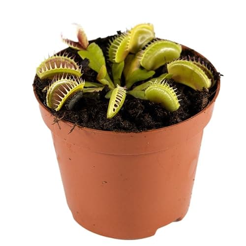 Perfect Plants Venus Fly Trap Plant in a 9cm Pot. Fascinating Fly Eating Carnivorous Plants - Image 1