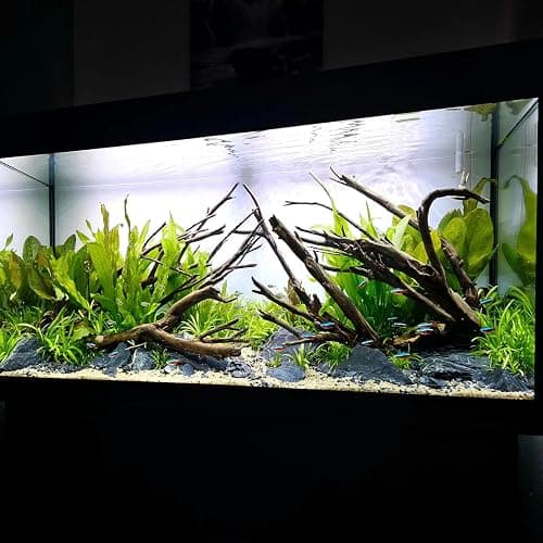 SubstrateSource Amazon Sword Echinodorus Bleheri Live Plant for Freshwater Aquariums, Natural Fish Tank Decorations, and Aquatic Decor (1 Pot (2-3 Plants)) thumbnail 6