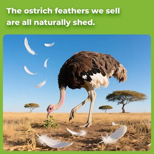 Piokio 10 pcs White Ostrich Feathers 14-16 inch(35-40 cm) Bulk for Wedding Party Centerpieces, Gatsby Decorations thumbnail 6