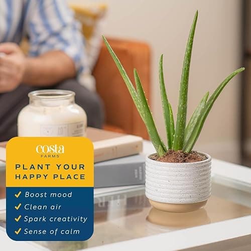 Costa Farms Aloe Vera Live Plants in Plastic Pots, Easy to Maintain, Air Purifying Indoor Succulents, Houseplants for Home, Room, or Office Decor, House Warming or Birthday Gift, 12-18, Pack of 2 thumbnail 5