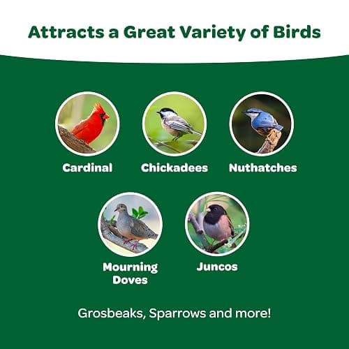 Kaytee Wild Bird Basic Seed, 10 lb - 10 Pound (Pack of 1) thumbnail 5