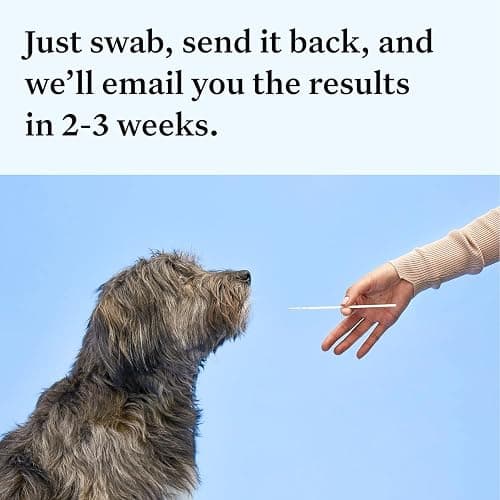 Wisdom Health Essential Dog DNA Kit | Most Accurate Test | 365+ Breeds | 30 Genetic Health Conditions | 50+ Traits, Relatives, Ancestry | Pack of 1 thumbnail 6