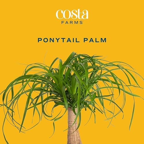 Costa Farms Ponytail Palm Live Plant in Decorative Pot, Easy to Maintain Indoor Houseplant, Perfect for Home, Room, or Office Decor, Great House Warming or Birthday Gift, 12-22 Inches Tall thumbnail 3