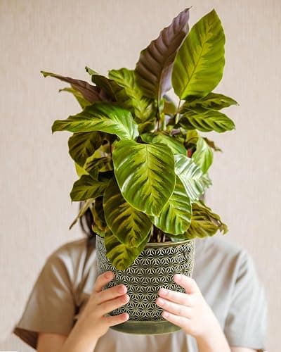 Plant Pots, Flower Pots, Planters for Indoor Plants(6.5+5.5inch), Flower Pots for Indoor Plant with Drainage Hole and Saucer, Ceramic Pots for Plants with Hole Mesh Pad,Reactive Glaze Green thumbnail 6