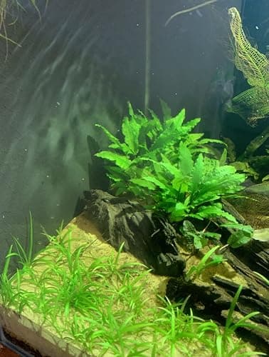 15x Dwarf Sagittaria Subulata Dwarf Sag Live Aquarium Plants Aquatic Carpet Plant Buy 2 GET 1FREE thumbnail 5