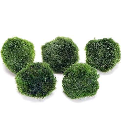 k2aqua 5 Marimo Moss Balls, Always Fresh Live Aquarium Plant, Cladophora aegagropila thumbnail 4