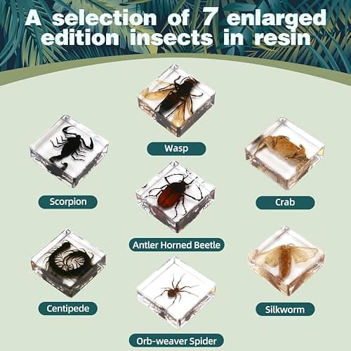 Hudirgo 7 Pcs Real Taxidermy Bugs - Insects in Resin for School Lab Entomology Dissection, Bugs in Resin Gifts for Specimen Collector, Family Or Friends (1.5 X 1.5 X 0.6 Inch) thumbnail 2