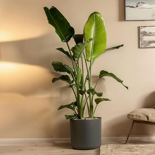 Plant in a Box - Strelitzia Nicolai XXL - Grande plante verte interieur vivante - Plante oiseau du paradis - Pot 28cm - Hauteur 150-170cm - Image 1