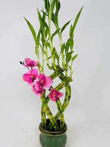Jmbamboo- Live 8 Braided Style Lucky Bamboo Plant Arrangement with Green Vase thumbnail 2