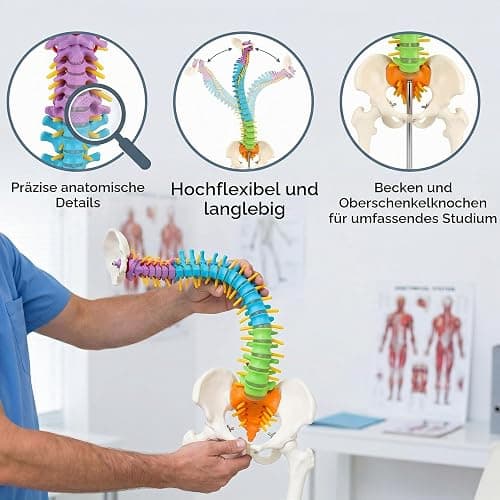 45cm Farbiges Flexibles menschliches Wirbelsäulenmodell mit Spinalnerven, Wirbelsäulenmodell, Becken und Oberschenkeln, anatomisches Modell der Wirbelsäule für Medizinstudenten Ärzte und Lehrer thumbnail 7
