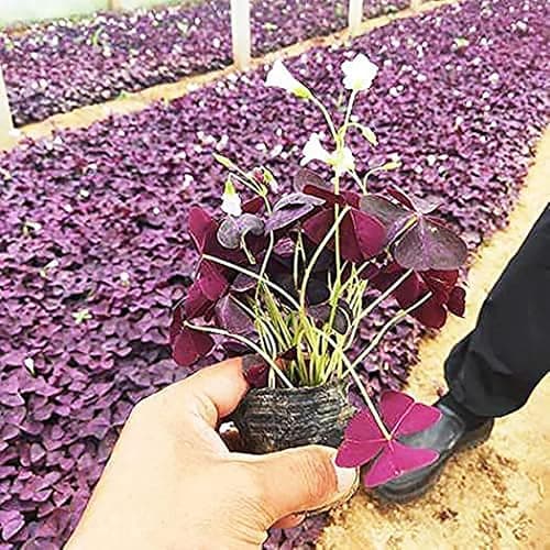 Oxalis Triangularis 10 Bulbs - Purple Shamrocks Lucky Lovely Flowers Bulbs Grows Indoor or Outdoor thumbnail 3