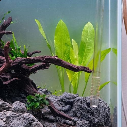 SubstrateSource Amazon Sword Echinodorus Bleheri Live Plant for Freshwater Aquariums, Natural Fish Tank Decorations, and Aquatic Decor (1 Pot (2-3 Plants)) thumbnail 2