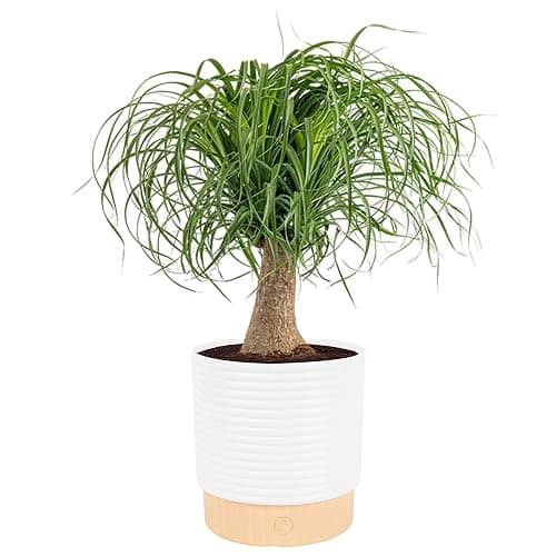 Costa Farms Ponytail Palm, Live Indoor Plant, Tropical Decor, Air Purifying | Quirky bulb trunk and curly leaves, drought-tolerant. Great indoor houseplant. Ideal housewarming or birthday gift. - Image 1