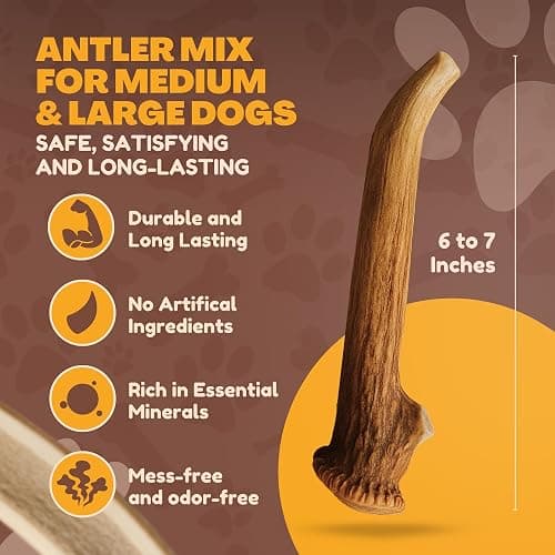 WhiteTail Naturals Deer Antlers for Dogs (1 lb Bulk Pack) Premium Antler Chews for Medium to Large Dogs – Grade A, Wild Sourced & Naturally Shed (Approx. 4-5 Count) thumbnail 3