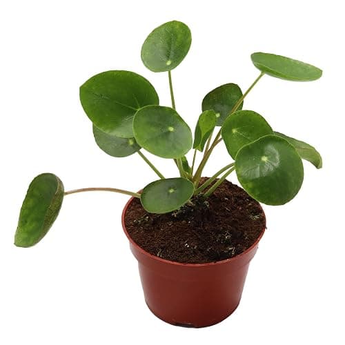 California Tropicals Rare Chinese Money Plant (Pilea Peperomioides) - Live House Plant, 4 Inch Pot for Easy Care, Perfect for Office, Home & Feng Shui Decor, Real Plants for Gardening - Image 1