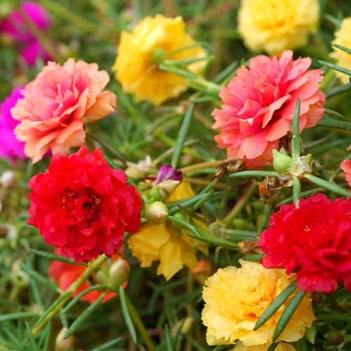 Moss Rose Seeds, 10,000+ Bulk Flower Seeds for Planting Outdoors(99% Pure Live, Non-GMO), Mixed Colors and Large Blooms, Attracts Pollinators, Easy to Grow - Image 1