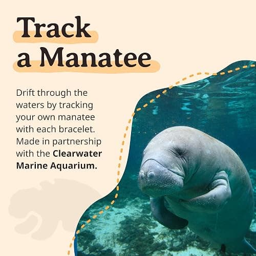 Fahlo Drift Manatee Tracking Bracelet, Clearwater Marine Aquarium, One Size thumbnail 8