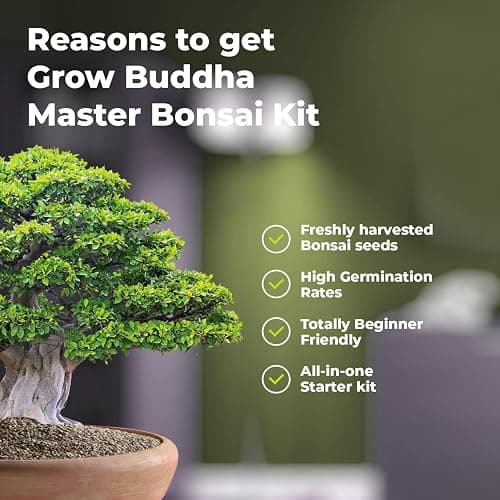Master Bonsai Kit - Grow Buddha Bonsai Tree Growing Kit - Professional Growing and Styling Bonsai Set - Japanese Bonsai - Become Bonsai Master - Ideal Bonsai Tree Seed Kit for Indoor Garden Gardening thumbnail 7
